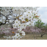 恒盛鑄造誠(chéng)邀您來(lái)賞梨花